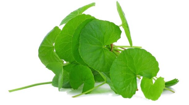 Prostovit-ek gotu kola extract dauka