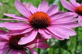 Echinacea zukua prostatitisaren tratamendurako
