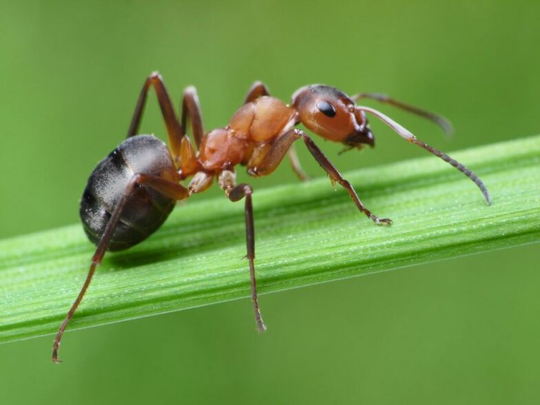 inurria eta prostatitisaren tratamendua