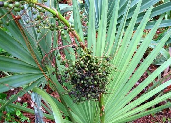 Sabala edo grazia creeping